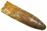 Fossil Sauropod Dinosaur (Titanosaur) Tooth - Morocco #369661-1